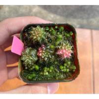 ราคา แคคตัส cactus อิชินอปซิส / โลบิเวีย หน่อแคคตัส กระบองเพชร Lobivia / Echinopsis (25882494179)