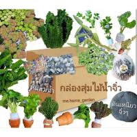 ราคา กล่องสุ่มไม้น้ำและวัสดุตกแต่งตู้ไม้น้ำ สินค้าในกล่องสุดคุ้มเกินราคา (23619258208)