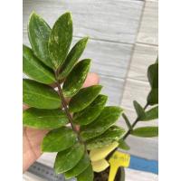 ราคา ต้นกวักมรกตใบด่าง 2กิ่ง ด่างรวม 13 ใบ (21203004452)