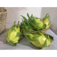 ราคา กิ่งพันธุ์แก้วมังกรพันธุ์เหลืองอิสราเอล (3555464281)