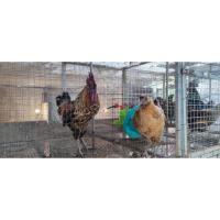 ราคา ราคาต่อ 6ฟอง ไข่เชื้อไก่ดำ สำหรับฟัก (ใช้ตู้ฟักไข่) (26073009642)