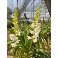 ราคา กล้วยไม้เขาแกะเผือกออกดอกพฤษภาคมดอกสีขาวหายาก (22741222524)