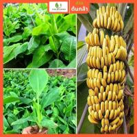 ราคา ต้นกล้ากล้วยมาฮอย หรือกล้วยหลายเครือ ต้นกล้วยเพาะเลี้ยงเนื้อเยื่อให้ผลผลิตสูง สมบูรณ์แข็งแรง มีแมลงศัตรูพืชน้อย และออกผล (23625495308)