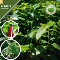 ราคา ยางนา ชุด 40 ต้นยางนาราดเห็ด ✅️ราคาถูก ได้เห็ดเผาะ เห็ดระโงก และเห็ด (26157546033)