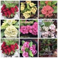 ราคา (ขาย กิ่งพันธุ์) มี20สีดอกให้เลือก กิ่ง ต้น ดอก แบ่งขาย กิ่งชำ โป๊ยเซียน ต้นโป๊ยเซียน Poi Sian flowers เบนซ์ (3963283846)