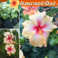 ราคา ชบาเหลืองลอร่าป๊อป ต้นชบา ต้นกล้าชบา ดอกสีเหลือง ต้นชบาขายส่ง (12498543882)