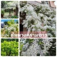 ราคา ต้นพวงครามออสเตรเลียขาว ต้นสวยพร้อมส่ง (19465631753)