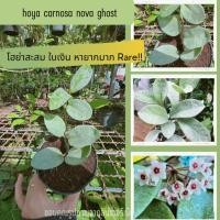 ราคา Hoya carnosa nova Ghost โฮย่าสะสม RARE!! หายากมาก ต้นไม้แขวนประดับ ต้นไม้ด่างหายาก (25432659309)