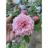 ราคา กุหลาบเลื้อยดอกสีชมพู ดอกดกสวยมาก (28158185948)