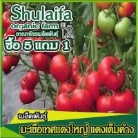 ราคา 3แถม1เมล็ดพันธุ์มะเขือเทศแดงใหญ่ แม่ลูกดก 100เมล็ด เมล็ดพันธุ์มะเขือเทศลูกท้อ เมล็ดพันธุ์ผักสวนครัว เมล็ดมะเขือเทศ (21071048278)