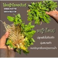 ราคา หญ้าไทเป ชุดปลูกหญ้าไทเป พื้นที่ 10 ตรม. (43409455755)
