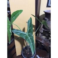 ราคา ว่านพญาจงอางAlocasia (8072615989)