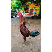 ราคา ไข่ไก่ชนยอดไก่พม่าเเข้งหน้าสายเงินล้าน (43309369874)