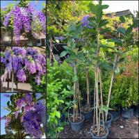 ราคา ต้นพวงครามออสเตรเลีย​ ต้นกิ่งตอน ขนาดต้นสูง 160-170ซม. ดอกใหญ่ เป็นช่อ ออกดอกตลอดปี พวงครามออสเตรเลีย เป็นไม้กึ่งเลื้อย (40413911533)