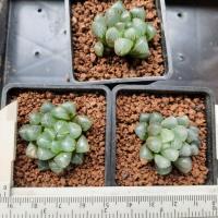 ราคา ฮาโวเทีย หยดน้ำ ใสๆน่ารักๆ (3540076523)