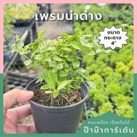 ราคา เพรมน่าด่าง กระถาง 4 นิ้ว (41958380253)