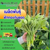 ราคา 30 เมล็ดเมล็ดพันธุ์ยอดฟักทอง ฟักทองเก็บยอด Pumpkin เมล็ดฟักทองยอด เมล็ดพันธุ์ผัก เมล็ดผักสวนครัว (29881649710)