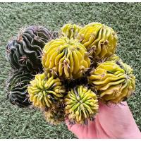 ราคา พร้อมส่งแคคตัสคลื่นสมองด่าง‼️ฟอร์มกอใหญ่ หายาก‼️Echinofossulocactus Phyllacanthus variegata (24118716351)