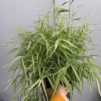 ราคา ต้นไผ่เงิน ไผ่เงิน ต้นหญ้าแมว หญ้าไผ่แมว หญ้าไผ่เงิน อาหารแมว หมา กระต่าย กระถาง 8 นิ้ว(ต้นไม้ส่งทั้งกระถาง) (22149281942)