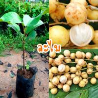 ราคา ต้นละไม แบบเสียบยอด ติดผลเร็ว ผลออกเป็นพวง (16997751029)