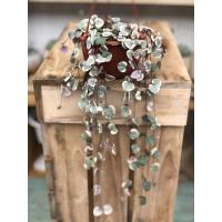 ราคา สายป่านดวงใจด่างชมพู ฮอลแลนด์ (8980918120)