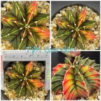 ราคา Gymnocalycium mihanovichii ยิมโนด่าง ไม้เมล็ด (18339328966)