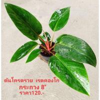 ราคา รวยโชค หรือ โครตรวย หรือ เรดคองโก ส่งทั้งกระถางขนาด8นิ้ว ต้นสวยตรงปก (19528175788)