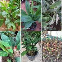 ราคา ว่านดอกทอง 6ชนิด(ถอนต้นส่ง) ว่านมหาเสน่ห์ เมตตามหานิยม ค้าขาย โชคลาภ (26613168924)