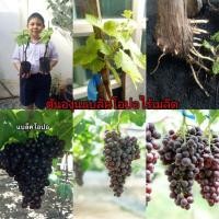 ราคา #ต้นองุ่นแบล็คโอปอไร้เมล็ด (ต้นติดตาตอองุ่นป่า) (4445453245)