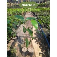 ราคา ต้นยางนา ยางนา ขนาด 40-60 เซนติเมตร ไม้เศรษฐกิจ เสียหายเคลมฟรี (25015728595)