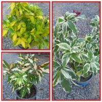 ราคา ต้นสามกษัตริย์ /ใบเงิน/ใบทอง/ใบนาค สวยๆจ้า (2928060084)