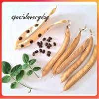 ราคา 100 เมล็ด เม็ดอัญชัน Butterfly pea seed สีม่วง ดอกม่วงกลีบซ้อน และสีขาว ดอกเยอะ แห้งกำลังดีเหมาะแก่การเพาะปลูก (22262792351)