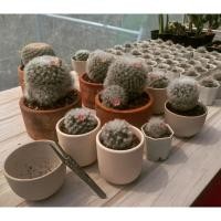 ราคา แมมขนแกะ (Mammillaria Bocasana V.multilanata) (13713611306)