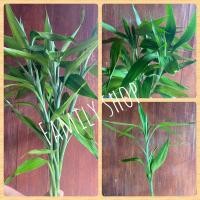 ราคา ต้นไผ่กวนอิมสีเขียวหยก 10 กิ่ง ไม้ฟอกอากาศ ไม่มีราก (9915485852)