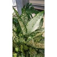 ราคา อโกลนีมา เพชน้ำหนึ่ง มรดกโลก Aglaonema MoradokLok (7069105020)