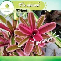 ราคา สับปะรดสี นีโอ ดองเกอร์ ตัดหน่อแบ่งขายเป็นคู่ (2ต้น) (29612008173)