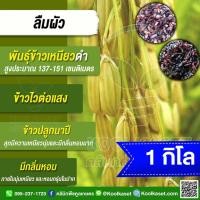 ราคา เมล็ดพันธุ์​ข้าว ทดลองปลูก ข้าวเหนียวดำ ข้าวก่ำ ลืมผัว พันธุ์แท้ เพชรบูรณ์ ข้าวนาปี ไวแสง นุ่ม 1 กก. คูลเกษตร ไรซ์ KR30 (42056675943)