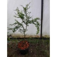 ราคา มะนาวนิ้ว มะนาวคาเวียร์ (กรุณาสอบถามก่อนสั่งซื้อ) (10786063106)