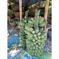 ราคา กล้วยหิน หน่อกล้วยหิน (15837719695)