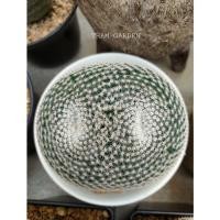 ราคา mammillaria microthele แมมนกฮูกไม้เมล็ด แตกตาแล้ว (21237970817)