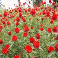 ราคา เมล็ดดอกบานไม่รู้โรยสีแดงดอกไม้แห่งสันติภาพและความรักที่เข้มแข็ง (8311450126)