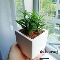 ราคา บันไดเศรษฐี #ไม้มงคล (6924471723)