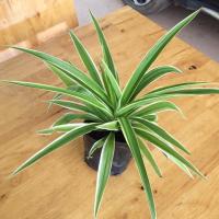 ราคา ว่านเศรษฐีเรือนนอก ไม้มงคล ฟอร์มสวย ไซส์ใหญ่ถุง4นิ้ว (17256774366)