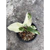 ราคา บอนกระดาดด่างขาวสวยๆ (11030130861)