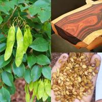 ราคา พะยูงไทยถูกที่สุด10บ.เมล็ดพันธุ์พะยูงไทย20เมล็ดปลูกง่ายทนร้อนทนแล้ง☘พืชเศรษฐกิจ (10872809800)