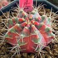 ราคา ❤️❤️มีส่งด่วน❤️❤️ยิมโน โคลน Flower Bomb/Cactus/Gymno. /Gymnocalycium/แคคตัส/ยิมโน/ไม้ชำหน่อ (44313554754)