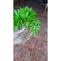 ราคา ต้นอ่อนกฤษณา 100 ต้น ส่งฟรี (4050689055)