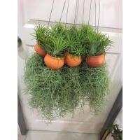 ราคา ทิลแลนเซีย เคราฤาษี ในตุ่มดินเผา เคราหนาๆ (16175299803)