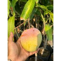 ราคา มะม่วงR2E2หรือมะม่วงแอปเปิ้ล (เสียบยอดพันธุ์แท้) ต้นมะม่วงอาทูอีทู สีสวย แปลกตา ทานได้ทั้งสุกและดิบ (25130354338)
