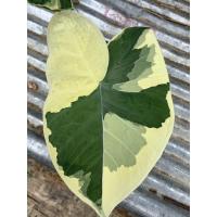 ราคา ว่าน ถุงเงินถุงทอง เลือกต้น (11113163713)